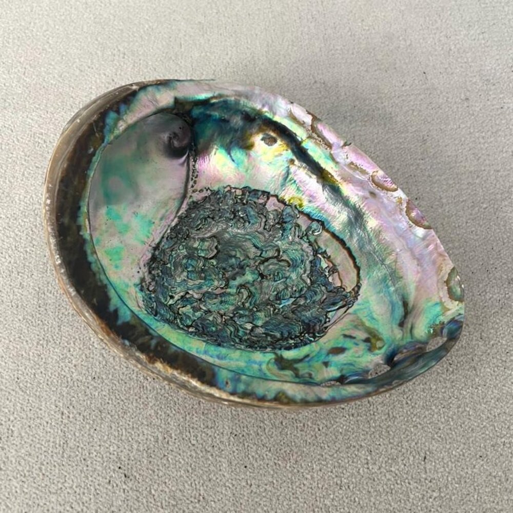 Abalone Shell, Vintage 1950s Medium Natural Seashell 6 x 4.5 inches, Trinket Dis